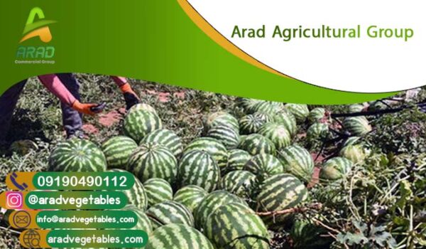 قیمت هندوانه صادراتی چند است؟ + فروش عمده