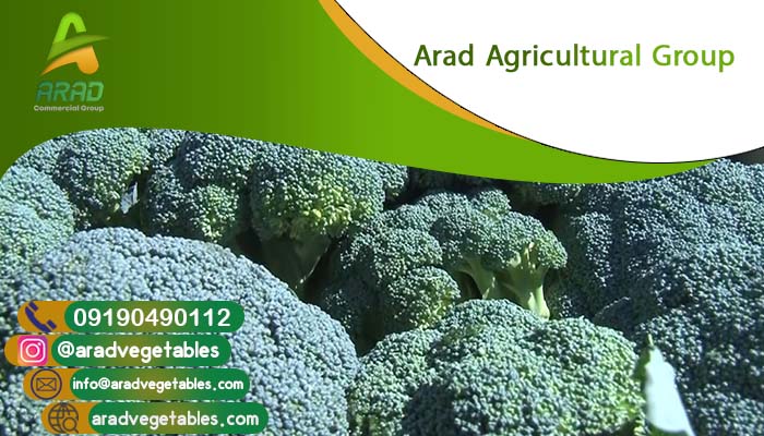قیمت عمده کلم بروکلی صادراتی