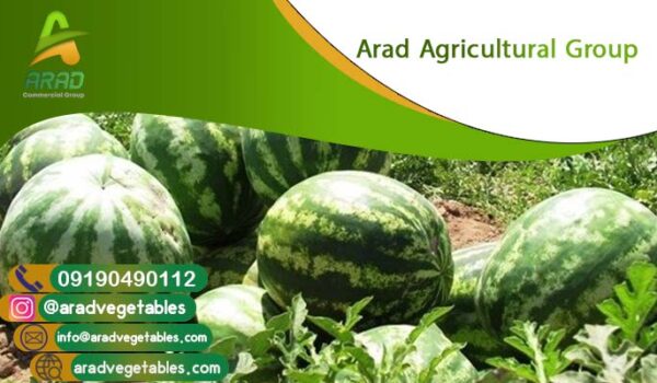 فروش هندوانه عمده ارزان (مناسب بازار روسیه و خلیج)