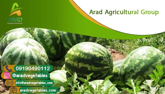 فروش هندوانه عمده ارزان (مناسب بازار روسیه و خلیج)