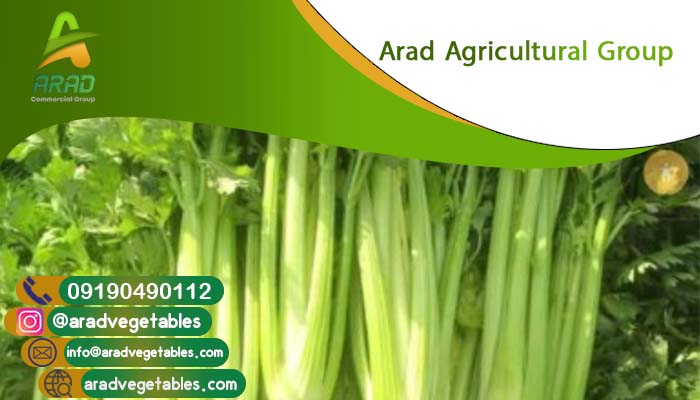 فروش عمده کرفس تازه + کرفس سورت شده