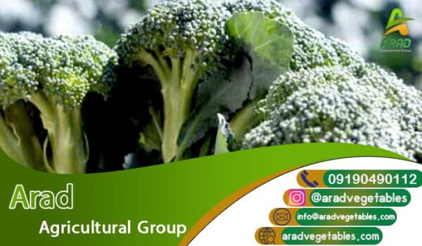 قیمت فروش کلم بروکلی + بسته بندی فوم