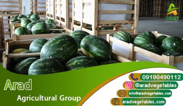 قیمت هندوانه عمده در بهترین بسته بندی