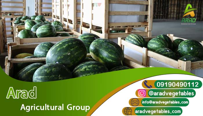 قیمت هندوانه عمده در بهترین بسته بندی